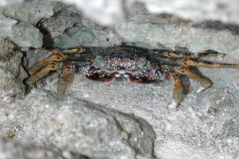 Sally Lightfoot crab under a ledge. San Salvador, Bahamas... by Derek Zelmer 